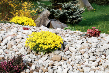 Luxurious rock garden with flowers and coniferous shrubs.