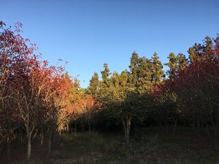 Fototapeta premium Jeju Island, South Korea