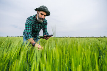 Farmer using digital tablet while standing in his growing wheat field.