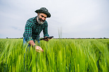 Naklejka na ściany i meble Happy farmer using digital tablet while standing in his growing wheat field.