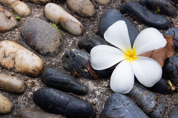 A white frangipani flower with yellow stamens rests on a rock