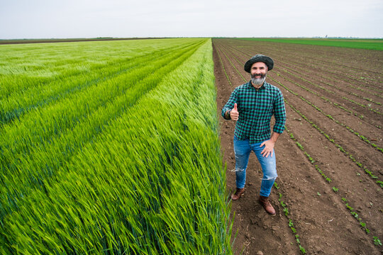 Happy farmer showing thumb up while standing beside his growing wheat field.