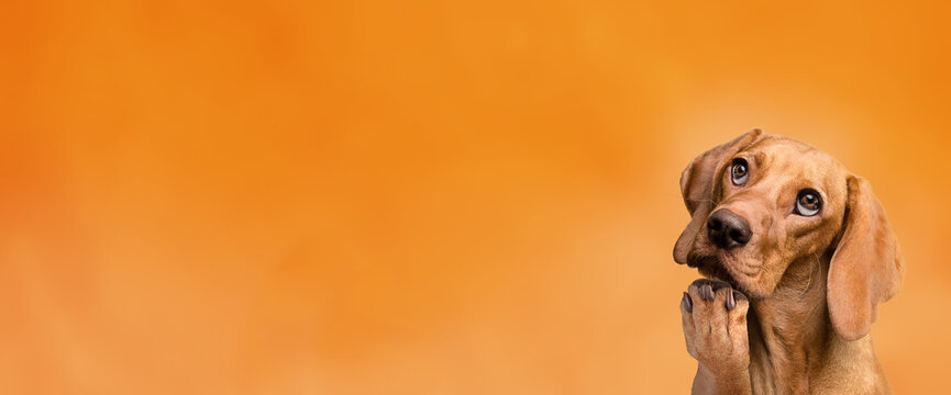 Smart cute dog thinking and looking up with panoramic space background.