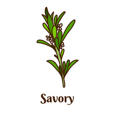 Hand drawn vector illustration of savory isolated on white background.