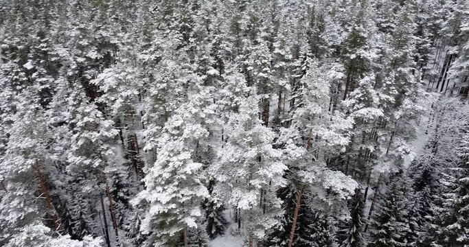 Slowly tilting right overlooking from forest to the sand stone canyon. Dramatic geological wonder covered with snow. Rock formation. Rocky outcrop. Devonian sandstones, bedrock
