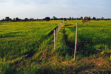 Fototapeta na wymiar beautiful rice field in thailand