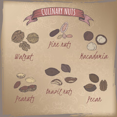 Color set of six most common nuts - walnut, peanut, stone pine, Brazil nuts, macadamia, pecan. Culinary nuts series. - 505690823