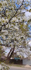 spring in the park