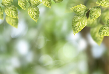 Fototapeta na wymiar Fresh green spring leaves on blur bokeh background. environment ecology or greenery wallpaper concept