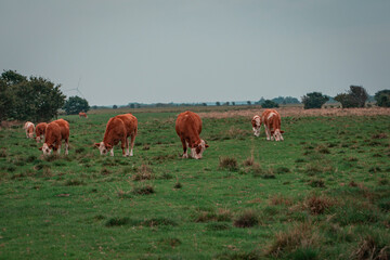 Kühe auf Weide in Dänemark