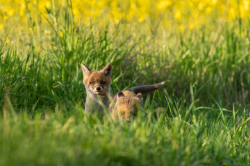 Małe lisy liski niediliski w trawie bawią się 