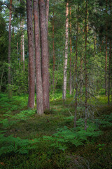 Naklejka premium Pine forest. Summer. Daytime. Estonia. Inside the woods.