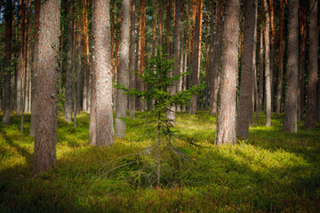 Pine forest. Summer. Daytime. Estonia. Inside the woods.