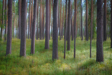 Pine tree trunks. Intentional camera motion. Motion blur. Abstract. Impressionizm.