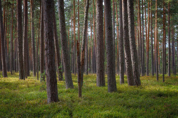 Pine forest. Summer. Daytime. Estonia. Inside the woods.