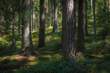 Pine forest. Summer. Daytime. Estonia. Inside the woods.