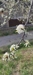 spring in the park