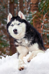 A blue-eyed husky wolf lies in the snow in sunny winter forest. Portrait cute Siberian Husky Dog. Front view.