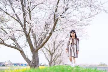 Fototapeta na wymiar 桜並木を歩くランドセルを背負った女の子
