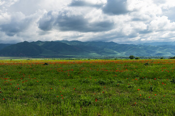 Blooming spring poppy fields in a mountain valley