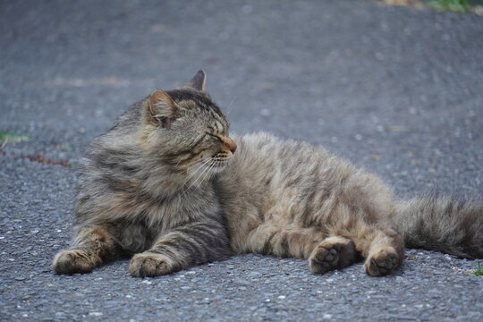 《宮城県》横座りで気持ちよく眠っている猫