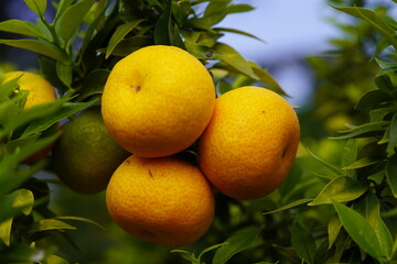 
Citrus myrtifolia ,Hardas, the myrtle-leaved orange tree, is a species of Citrus with foliage...