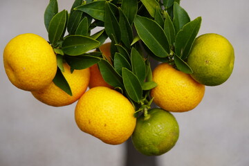 
Citrus myrtifolia ,Hardas, the myrtle-leaved orange tree, is a species of Citrus with foliage...