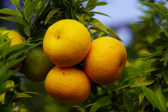 
Citrus myrtifolia ,Hardas, the myrtle-leaved orange tree, is a species of Citrus with foliage similar to that of the common myrtle. Rutaceae family.