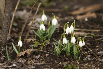 Spring snowdrop flowers