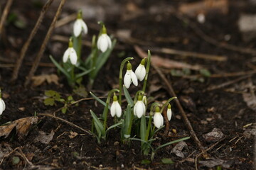Obraz premium Spring flowers snowdrops