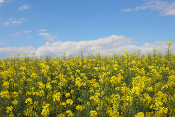 beautiful Rapeseed flowers against blue sky with white clouds. Agricultural Landscape. Time of flowering bright yellow Canola field.