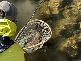 Releasing Rainbow Trout, Fly Fishing On A River In Colorado, United States. 