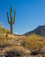 A giant Saguaro cactus in the desert near a mountain.
