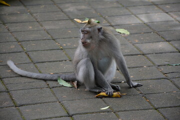 a long tailed macaque