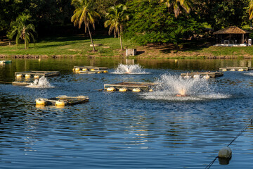 Tanks used for raising tilapia on a fish farm in Brazil