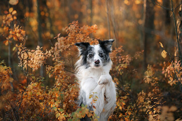 dog in nature. Autumn mood. Border collie in leaf fall in the forest - obrazy, fototapety, plakaty