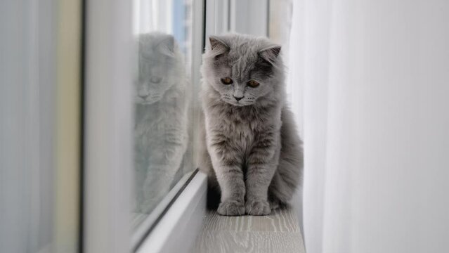 Cute kitten sitting on the window and looking On The winter landscape.