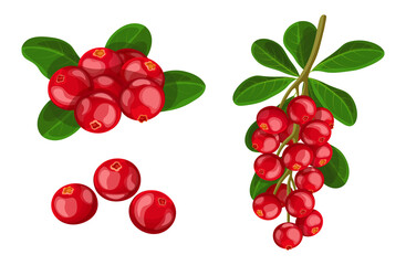 Set of fresh red cranberries in cartoon style. Vector illustration of berries large and small sizes on the crowns with leaves and separately on white background.