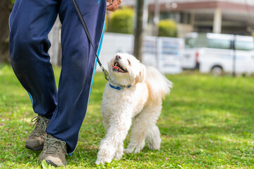 マルチーズ ドッグトレーニング 小型犬 しつけ かわいい 訓練