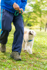 マルチーズ ドッグトレーニング 小型犬 しつけ かわいい 訓練