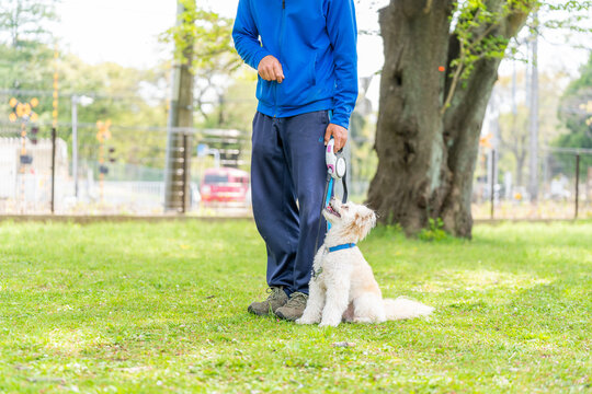 マルチーズ ドッグトレーニング 小型犬 しつけ かわいい 訓練
