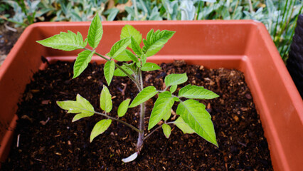 Tomato plant in flowerpot
