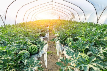 Watermelon on the green watermelon plantation in the summer. Fresh watermelon field in agricultural...