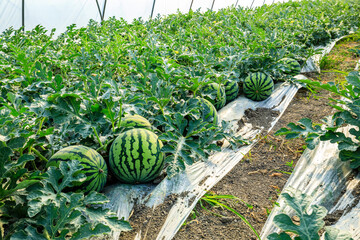 Watermelon on the green watermelon plantation in the summer. Fresh watermelon field in agricultural greenhouse. - obrazy, fototapety, plakaty