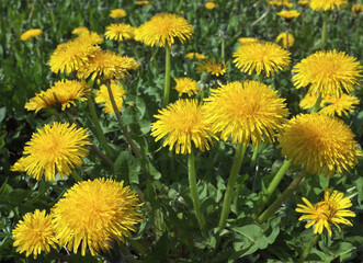 Yellow dandelions in the field on a sunny day ...