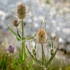 Teasels (Dipsacus) flowering in the Sussex countryside
