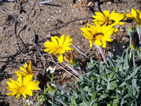 Gold Coin, Mediterranean Beach Daisy (Asteriscus maritimus, Bubonium maritimum)