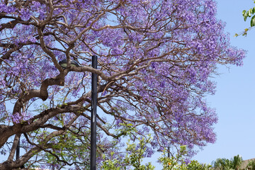 Blue Jacaranda (Jacaranda mimosifolia) flowering in Benalmadena Spain