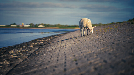 Wildlife