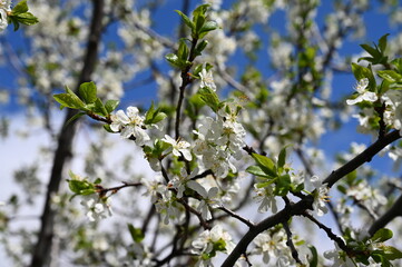 Cherry flowers against the blue sky. Sunny weather in spring.